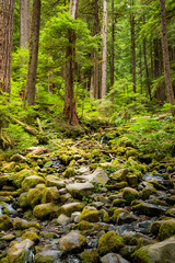 Fototapeta na wymiar moss covered trees in lush rain forest in the northwest pacific in the Hoh rain forest in Olympic national park in Washington state.