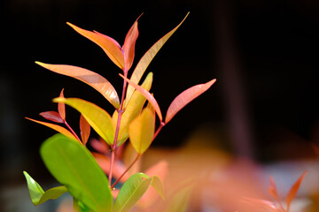 image of the leaf and green leaves plants are blooming and growing naturally on the blurred background. Selective focus