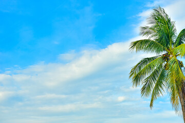 Tropical lone coconut tree in blue sky background. With empty space for text