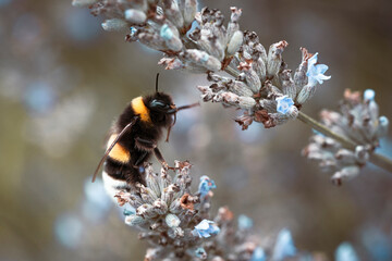 bumblebee on a flower