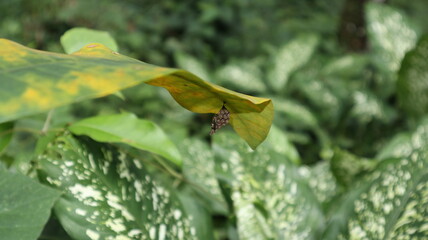 A small wasp nest hanging under a large leaf, also an orange and yellow striped wasp on it