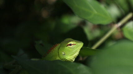 Face of a green lizard through the leaves of the wild tree