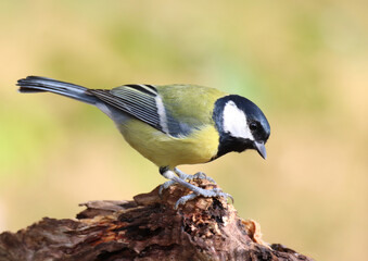 Great tit