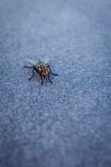 fly on a blue background
