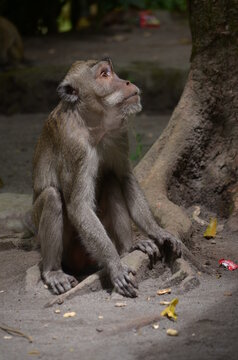 A long-tailed macaque monkey sitting on a tree root