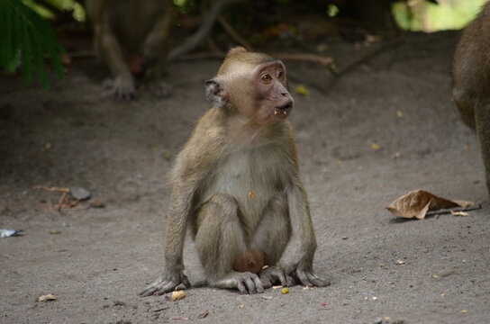 A long-tailed macaque monkey sitting on the ground with a pitiful face