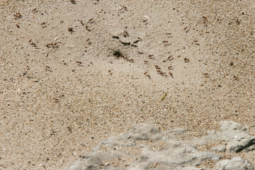 red ant pile