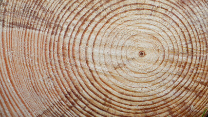 Tree Rings Saw Cut Tree Trunk Background. Wood cross section background. Tree growth rings. Natural cut wood.