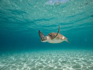 Foto op Canvas green sea turtle swimming toward camera turquoise shallow water © UWimagingCW