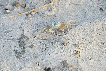 sand crab in the sand