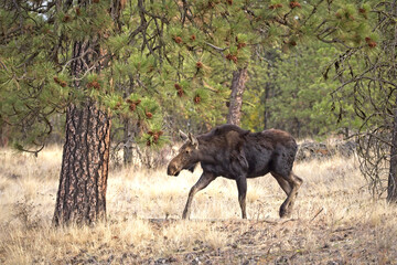 Fototapeta na wymiar Female moose in the wildlife refuge.