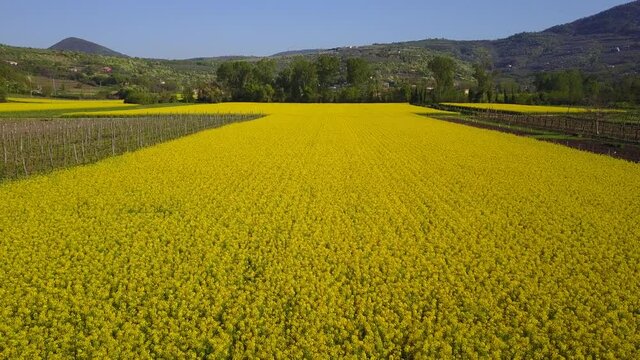 volo drone colza
