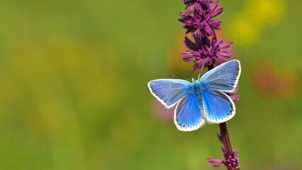 Polyommatus dorylas   811