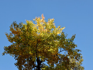 autumn leaves against sky