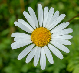 Obraz premium Oxeye daisy, marguerite, (Leucanthemum vulgare) flowers on the meadow. Julian Alps. Slovenia.