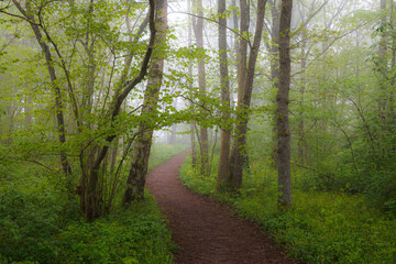 Deciduous forest path on the summer foggy day.