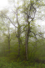 Fototapeta na wymiar Deciduous forest path on the summer foggy day.