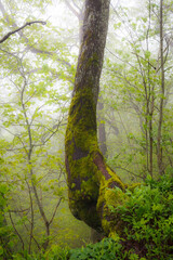 Fototapeta premium Deciduous forest path on the summer foggy day.