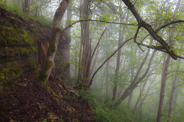 Foggy bluff in the forest