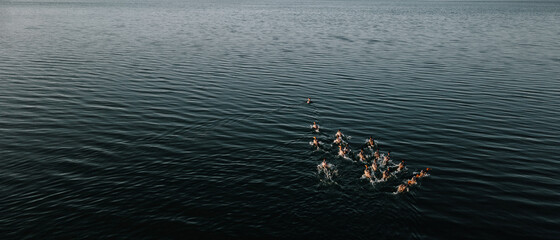 ducks on the lake