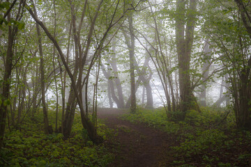 Deciduous forest path on the summer foggy day.