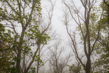 Foggy bluff in the forest