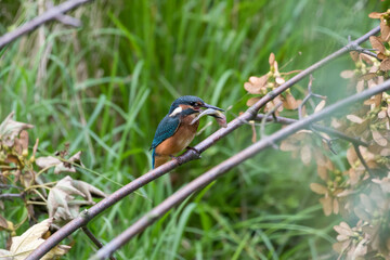 Common Kingfisher Alcedo atto has caught a fish by the river. A beautiful colorful bird perched on a branch with its prey. Successful hunting, kingfisher with fish.