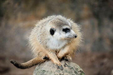 meerkat on guard