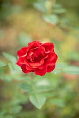 Bright red rose on green blurry background, very shallow focus