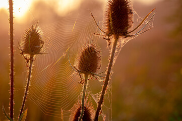 Dawn sunrise with silhouette of wild teasel flowers