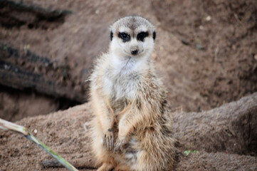 meerkat on guard