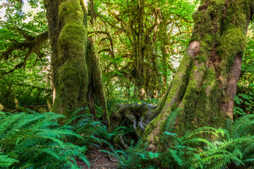 moss covered trees in lush rain forest in the northwest pacific in the Hoh rain forest in Olympic national park in Washington state.