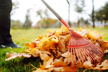 Rake with fallen leaves in the park. Janitor cleans leaves in autumn. Volunteering, cleaning, and...
