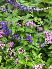 bee and flowers in the garden