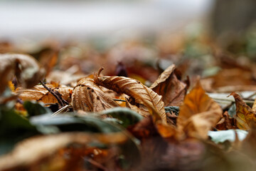 autumn leaves on the ground