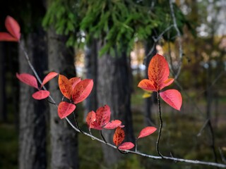 A branch of black-fruited mountain ash with red leaves. 