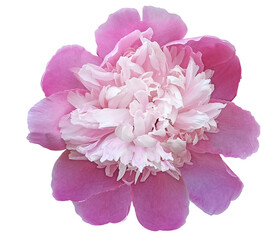 Watercolor pink  peony  flower  on white  isolated background with clipping path. Closeup. For design. Nature.