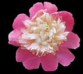 Watercolor pink peony  flower  on black  isolated background with clipping path. Closeup. For design. Nature.