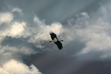 Stork