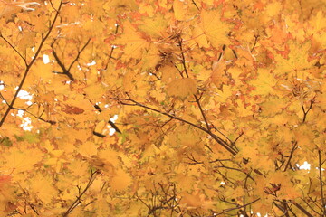 Golden autumn in the city park