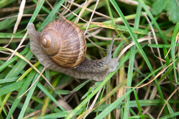 Schnecke (Gehäuseschnecke), auf Gras kriechend