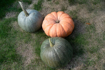 Time to harvest the autumn harvest of ripe pumpkins. Different pumpkins.