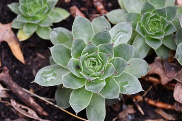 Hen and Chicks Plant