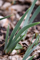 Fototapeta premium Iris Flower