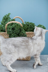 Grey cat and green kale salad