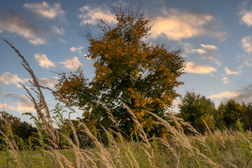 Lone tree in autumn behind wild grass