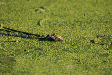 Water frog Rana esculenta and duckweed Lemna minor, frog aquatic environment, nice green background
