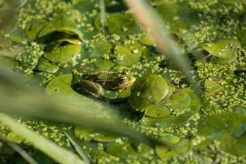 Water frog Rana esculenta and duckweed Lemna minor, frog aquatic environment, nice green background