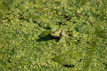 Water frog Rana esculenta and duckweed Lemna minor, frog aquatic environment, nice green background