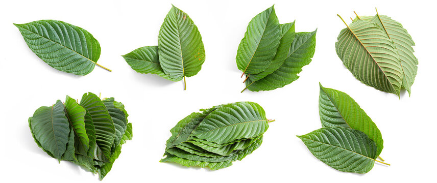 mitragyna speciosa korth kratom